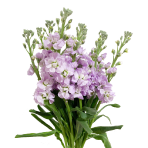 lilac-lavender