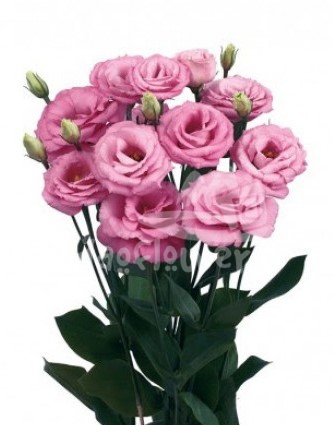 rosita 4 rose pink
