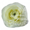 success Cloni Vanilla Signature