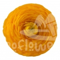 elegance Giallo Standard
