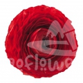 elegance Rosso Standard