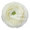 elegance Crema Standard