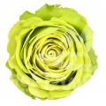 green generation