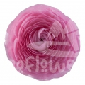 elegance Rosa Chiaro Reserve