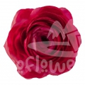 elegance hot pink Signature
