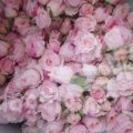 tambuzi pink*