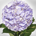 lilac-lavender