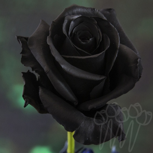 D 02 black PNT