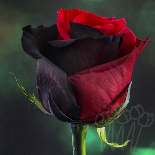 D 20 red black PNT