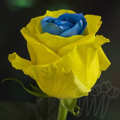 PX 19 yellow blue PNT