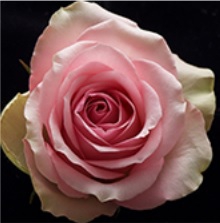 bella rose