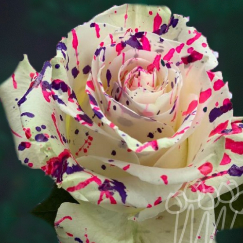 KF 17 Candy Confetti PNT