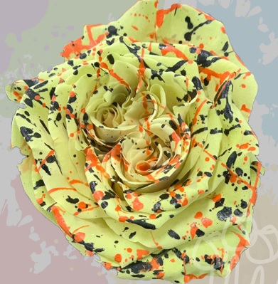 KF 40 mavis confetti PNT