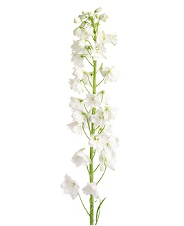 Triton Ariel White