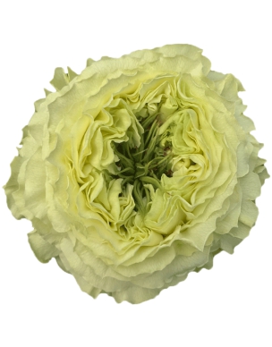 mayras vert