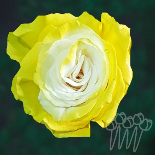 AS 49 Yellow Fairy PNT