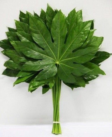aralia leaves