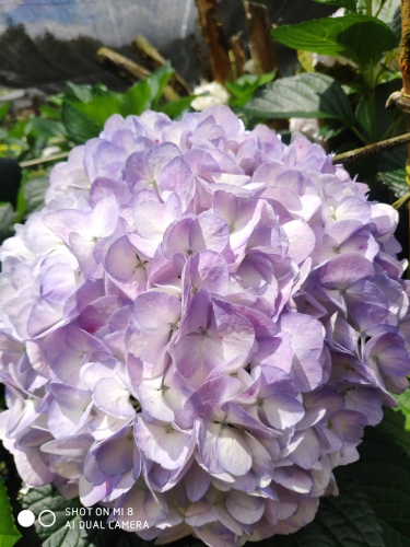 lavender natural