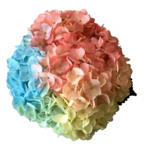 Spectrum Rainbow Marshmallow