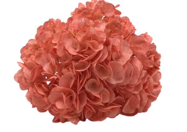 Spectrum Solid Coral