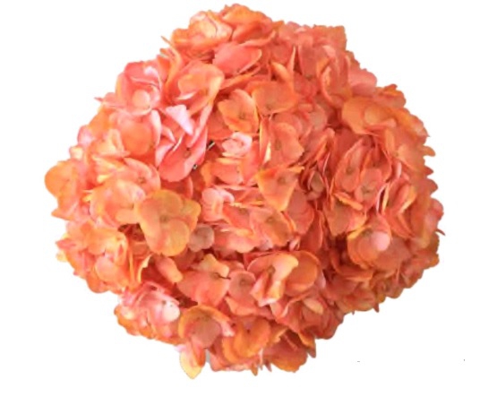 Spectrum Double Pink Orange
