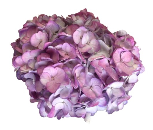 Spectrum Double Lavender purple