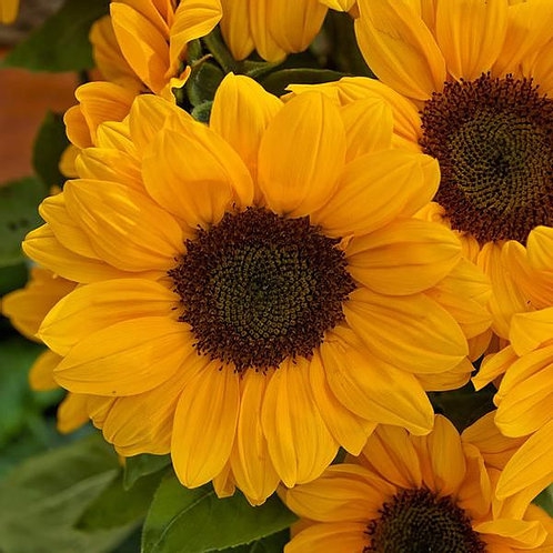 sunflower vincent choice