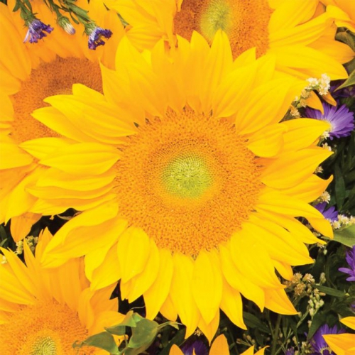 sunflower vincent fresh
