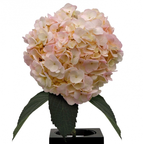 light pink PNT