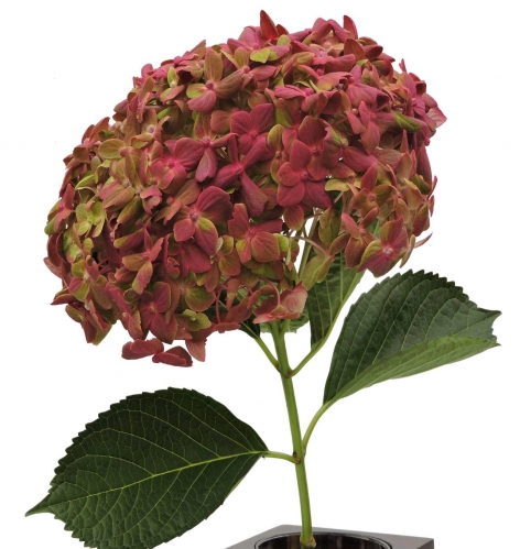 bicolor base esmeralda hot pink PNT