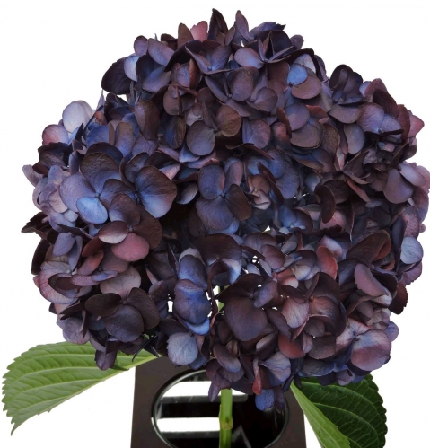 bicolor dark blue burgundi PNT