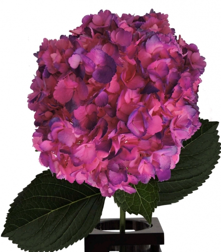 bicolor hot pink purple PNT