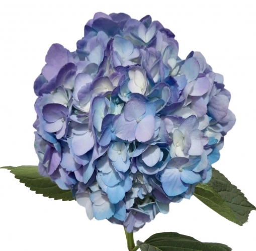 bicolor light blue lavender PNT