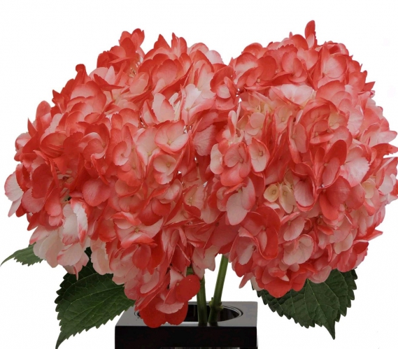 bicolor white red PNT