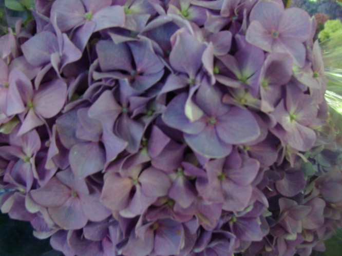 dutch lila natural