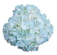 light blue PNT