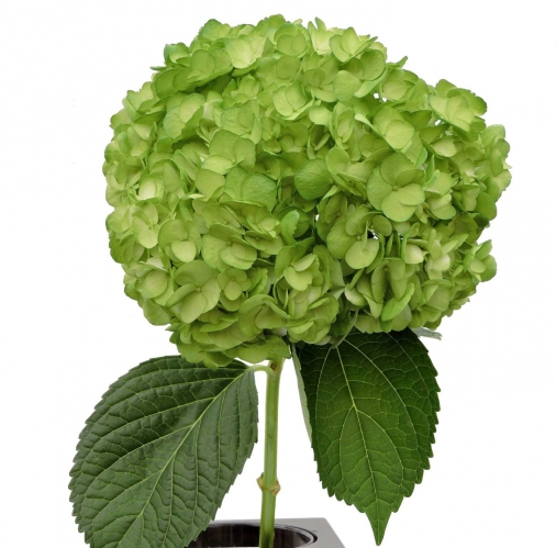 kelly green PNT