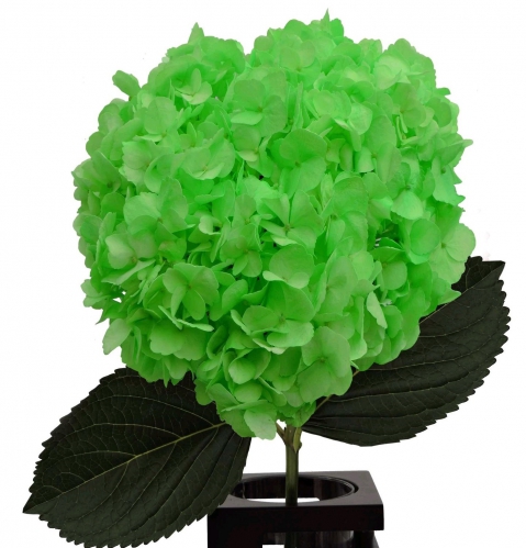 verde neon PNT