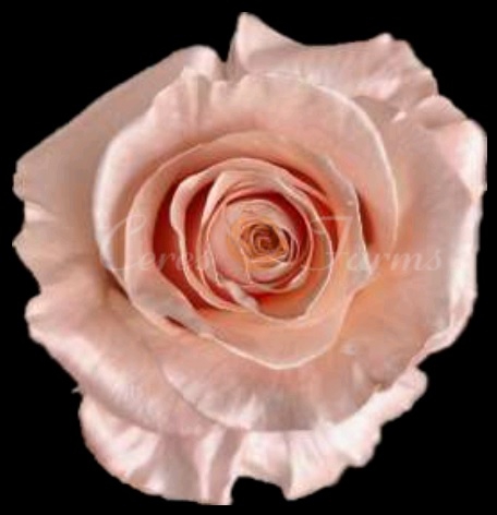Pearl Rose Gold PNT