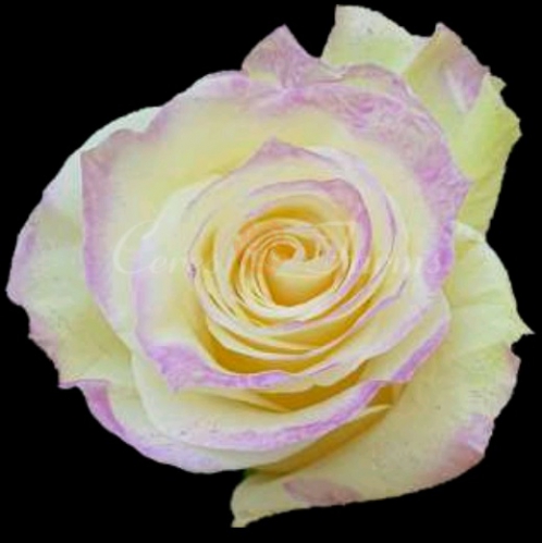Kamaleon Violet PNT