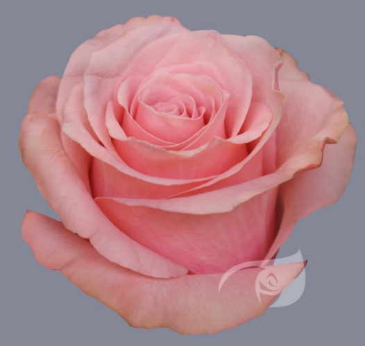 be sweet