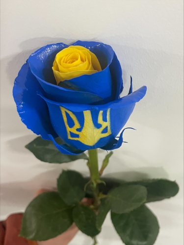Slava Ukraini PNT