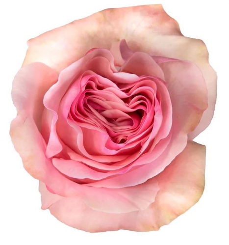 pink spirit