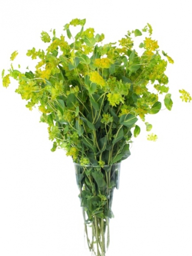 bupleurum