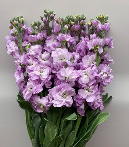 stock lilac-lavender