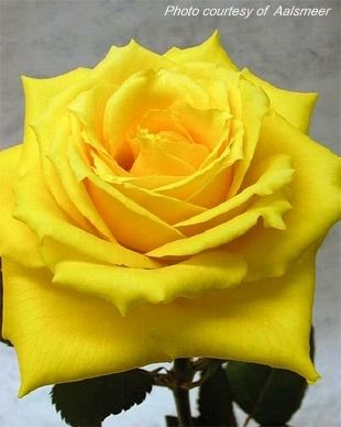 rossi
