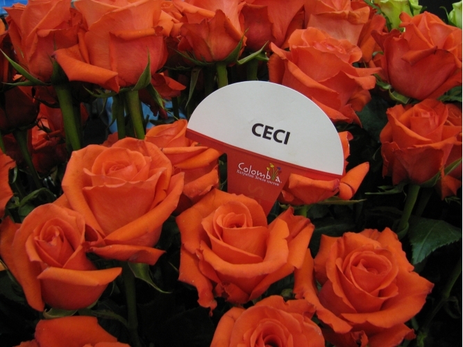 ceci