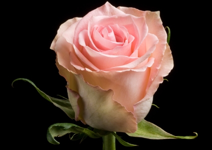 sweet elegance