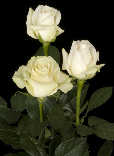 white engagement