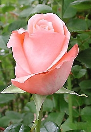 marlisse